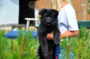 Additional photos: German shepherd puppy, girl, black, metric KSU / FCI, 67 days