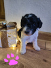 Photo №1. poodle (toy) - for sale in the city of Narva | 1352$ | Announcement № 33275