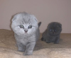 Photo №1. scottish fold - for sale in the city of Hamm | Is free | Announcement № 106386