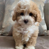 Photo №3. Beautiful Cream & Apricot Toy F1 Maltipoo Puppies. Germany