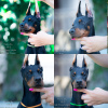 Photo №1. dobermann - for sale in the city of Warsaw | negotiated | Announcement № 20451