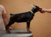 Additional photos: Doberman puppies