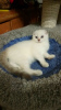 Photo №2 to announcement № 7894 for the sale of scottish fold - buy in Russian Federation private announcement