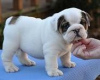 Photo №1. english bulldog - for sale in the city of Dusseldorf | 370$ | Announcement № 103861