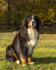 Photo №4. I will sell bernese mountain dog in the city of Wodzisław Śląski. breeder - price - 757$