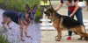 Photo №4. I will sell german shepherd in the city of Vologda. breeder - price - negotiated