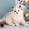 Photo №1. ragdoll - for sale in the city of Brussels | 211$ | Announcement № 123543