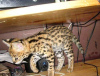 Photo №2 to announcement № 99686 for the sale of savannah cat - buy in United Kingdom private announcement, from nursery, from the shelter