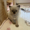 Photo №2 to announcement № 103837 for the sale of ragdoll - buy in Germany 