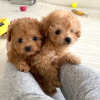 Photo №4. I will sell poodle (toy) in the city of Lübeck. private announcement, breeder - price - 370$