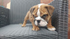 Photo №1. english bulldog - for sale in the city of Berlin | 423$ | Announcement № 121089