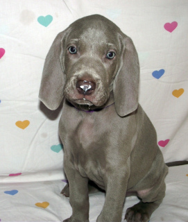 Photo №1. weimaraner - for sale in the city of Minsk | 700$ | Announcement № 548