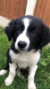 Photo №1. border collie - for sale in the city of Berlin | 317$ | Announcement № 70880