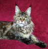 Additional photos: Maine Coon. Young cat for breeding.
