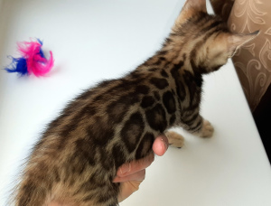 Photo №2 to announcement № 6667 for the sale of bengal cat - buy in Belarus private announcement, from nursery
