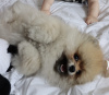 Photo №1. pomeranian - for sale in the city of Стамбул | negotiated | Announcement № 114091