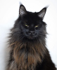 Photo №1. maine coon - for sale in the city of Berlin | 845$ | Announcement № 105635