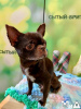 Photo №4. I will sell chihuahua in the city of Munich. private announcement, breeder - price - 269$