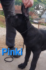 Photo №4. I will sell cane corso in the city of Loznica. breeder - price - negotiated