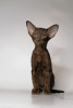 Photo №2 to announcement № 9731 for the sale of oriental shorthair - buy in Russian Federation from nursery
