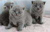 Photo №1. british shorthair - for sale in the city of Fresno | 240$ | Announcement № 96863