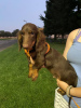 Photo №1. dachshund - for sale in the city of Fresno | 2000$ | Announcement № 24002