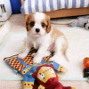 Photo №3. Beautiful Health Cavalier Puppies Business WhatsApp 37256062792. Belgium