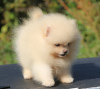 Photo №3. Pomeranian puppies 2.5 months. Russian Federation
