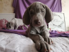 Photo №3. Gorgeous puppies of the WEIMARANER breed. Russian Federation