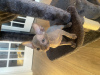 Photo №3. Sphynx kittens are looking for a new home. United States