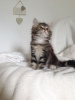 Photo №2 to announcement № 52693 for the sale of maine coon - buy in Australia breeder