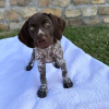 Photo №2 to announcement № 120868 for the sale of german shorthaired pointer - buy in Germany 