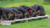 Additional photos: Gorgeous German Shepherd puppies