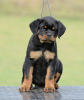 Photo №3. Rottweiler puppies, top litter. Serbia
