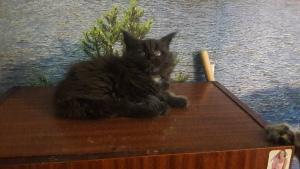 Photo №4. I will sell maine coon in the city of Dnipro. from nursery - price - 800$