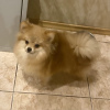 Additional photos: Pomeranian boy, 6 months old