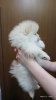 Photo №1. pomeranian - for sale in the city of Nizhny Tagil | 247$ | Announcement № 46551