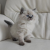 Photo №1. siberian cat - for sale in the city of Амстердам | 1$ | Announcement № 75770