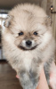 Photo №2 to announcement № 8804 for the sale of pomeranian - buy in Belarus breeder