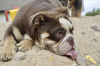 Photo №2 to announcement № 52298 for the sale of english bulldog - buy in Belarus breeder