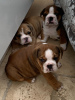 Photo №3. Vaccinated English Bulldog available now for caring homes. Spain