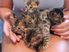 Photo №3. Trained Bengal kittens available now. Germany