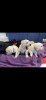 Photo №4. I will sell labrador retriever in the city of Jacksonville. breeder - price - 500$