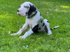 Photo №3. Great Dane puppies for sale. Germany