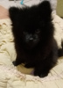 Photo №1. pomeranian - for sale in the city of Vitebsk | 427$ | Announcement № 8607