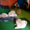 Photo №1. chow chow - for sale in the city of Abraham | 364$ | Announcement № 29257