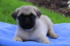 Photo №1. pug - for sale in the city of Sofia | negotiated | Announcement № 113697