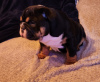 Photo №4. I will sell english bulldog in the city of Austin. breeder - price - 1600$
