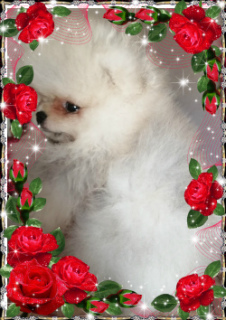 Photo №2 to announcement № 2869 for the sale of pomeranian - buy in Russian Federation from nursery