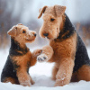 Photo №1. welsh terrier - for sale in the city of Kruševac | negotiated | Announcement № 109368